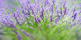 Patchouli